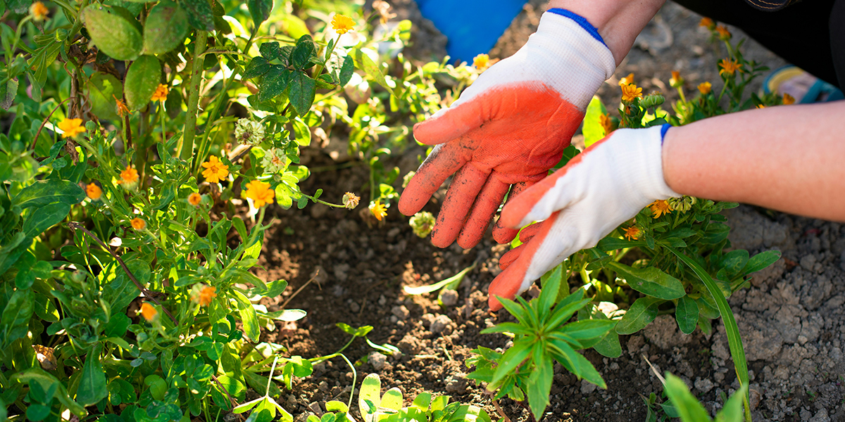 Garden Maintenance
